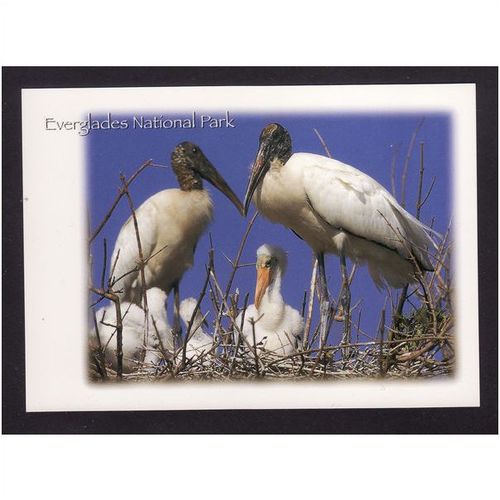 WOOD STORK EVERGLADES NATIONAL PARK MINT