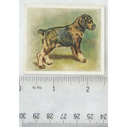 1936 Godfrey Phillips Our Puppies No. 11 The Schnauzer