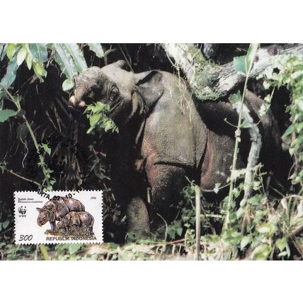 Javan Rhinoceros Indonesia WWF Rare Stamp FDC Postcard