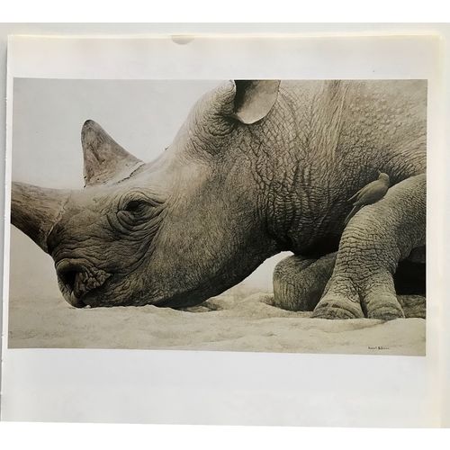 Robert Bateman print RHINOCEROS Head Vintage Animal Litho Poster Wall Art Decor