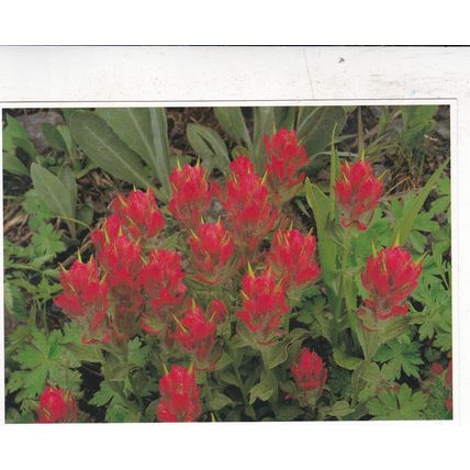Rhexia leaved Paintbrush Postcard unused VGC