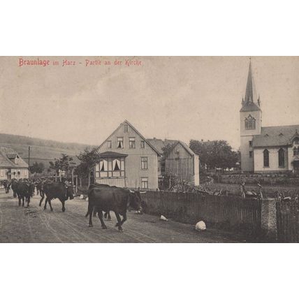Braunlage Im Harz Partie An Der Kirche Cattle German Postcard