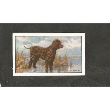 Cigarette Card Gallaher Dogs A series 1936 # 20 Irish Water Spaniel