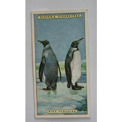 1924 Players Natural History card No. 37 King Penguins