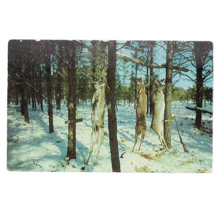 DEER HUNTING, VOCATIONLAND, WISCONSIN, USA. used postcard 1952 postmark