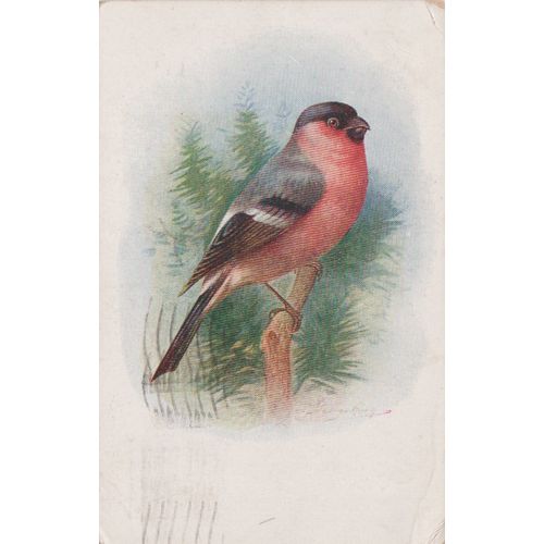 GB 1936 Bullfinch by J Salmon see rest