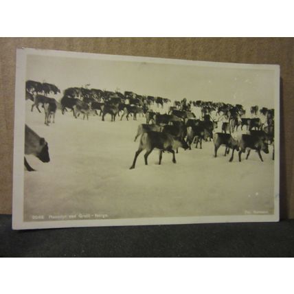 REINDEER, NORWAY unused antique postcard RP #