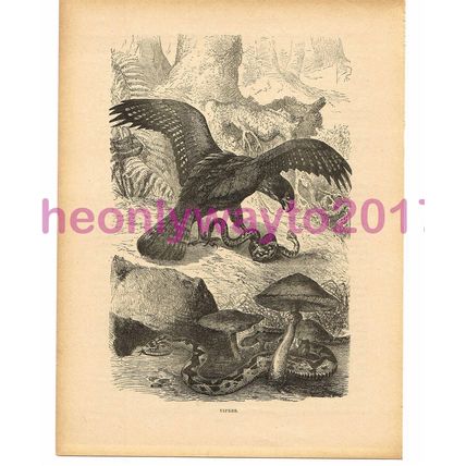Vipers, Victorian Natural History Book Illustration, 1896