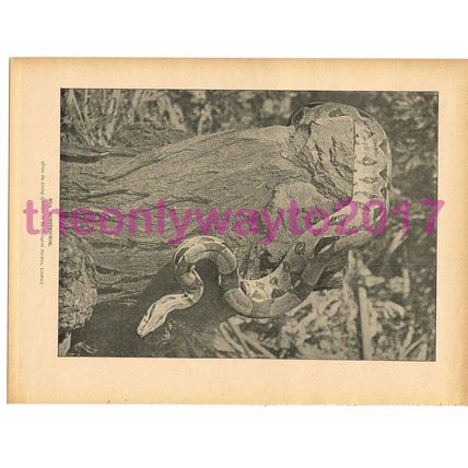 Boa Constrictor at London Zoo, Victorian Natural History Book Illustration, 1896