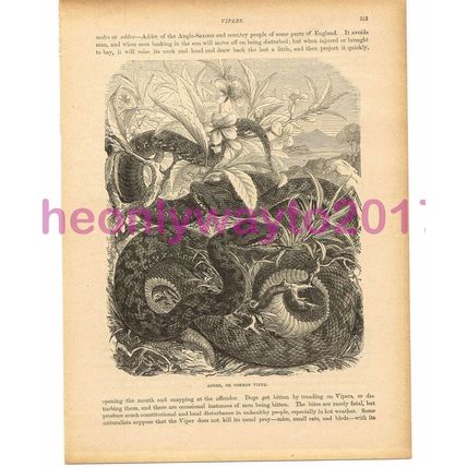 Adder (Common Viper), Victorian Natural History Book Illustration, 1896