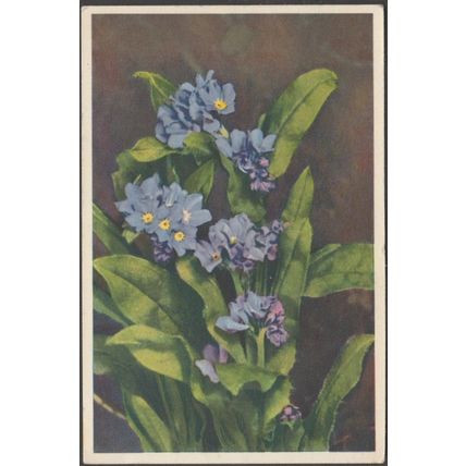 Myosotis Alpestris - Myosotis des Alpes, 1946 - Stehli CPSM