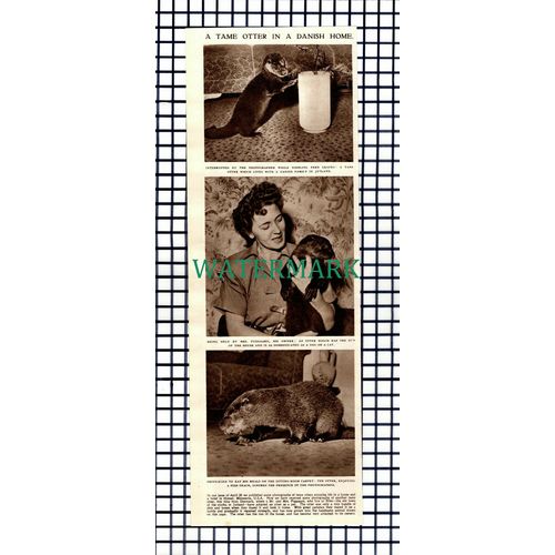 X1644) Mr & Mrs Puggaard Ribe Denmark Pet Otters - 1953 Cutting