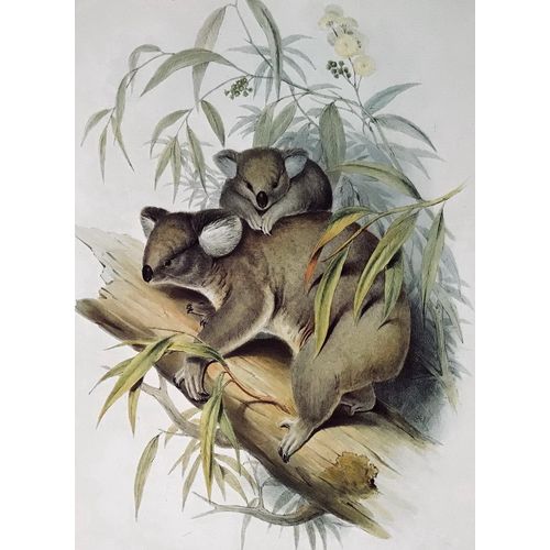 KOALA antique Print Lithograph by J Gould Animal Art Decor Orig to frame gift