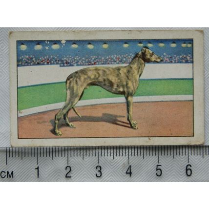 1934 Gallaher's Park Drive Champions No. 42 Future Cutlet