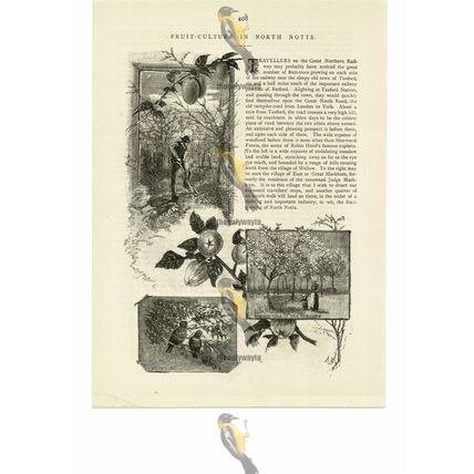 Fruit Culture In North Notts (1), Victorian Life, Book Illustration, 1887
