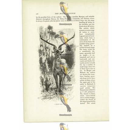 Thamin Stag, Animal Book Illustration (Print), c1916
