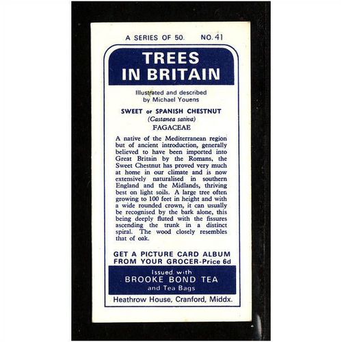 Brooke Bond Tea Card, Trees in Britain, no.41 Sweet Chestnut