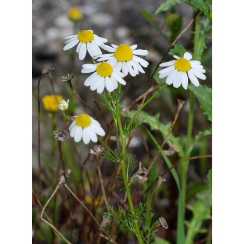 0.500g German Chamomile Seeds Italian camomilla Hungarian camomile