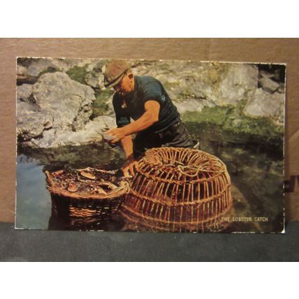 THE LOBSTER CATCH SEA FISHING unused postcard by J. Salmon /
