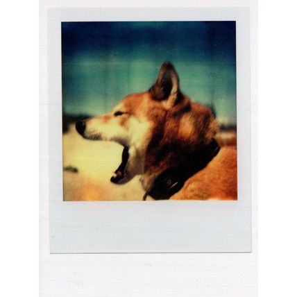 Angry Dog Giant Dentist One Tooth Mouth Award Analog Photo Postcard