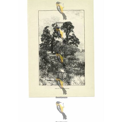 Elms By Bidford Grange, Warwickshire, England, Book Illustration (Print), 1891