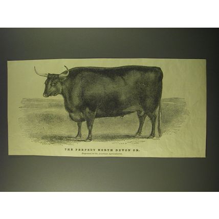 1887 Illustration of the Perfect North Devon Ox