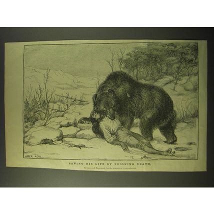 1887 Illustration of Bear - Saving his life by feigning death