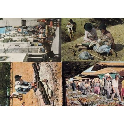 Portugal Street Markets Donkey Tending Pottery Mowers 4x Culture Postcard s