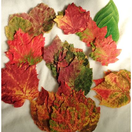 Artifical Fake Silk Leaves Parts Autumn Fall over 60 Pcs Scrap books Crafting