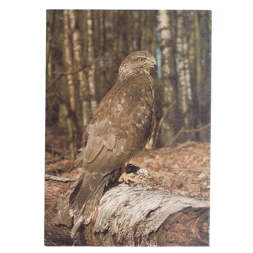 a BUZZARD.. a COLLECTACARD postcard by J.Arthur Dixon PBP 25600 =
