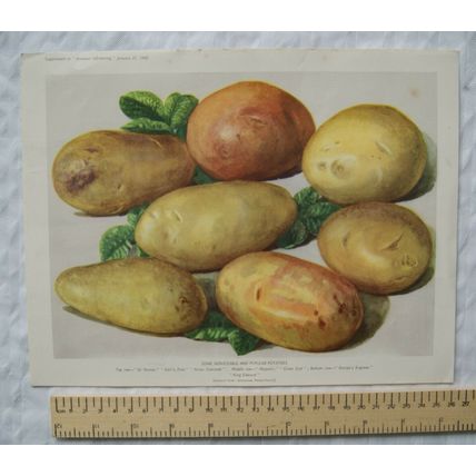 1940 Amateur Gardening illustration - Some serviceable and popular potatoes