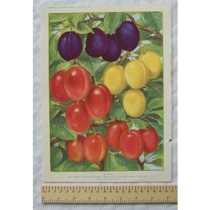 1939 Amateur Gardening illustration - New Plums