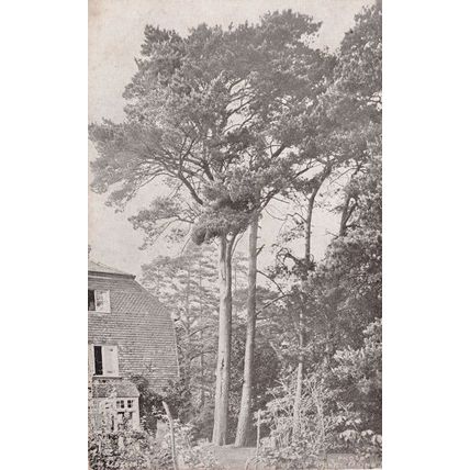 Scots Fine Tree London Reward Card Antique Postcard