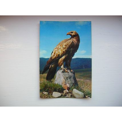 Golden Eagle – Scotland. (J Arthur Dixon)