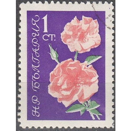 Bulgaria 1962 Michel 1300 O Cote (2009) 0.10 € Rosier à grandes fleurs