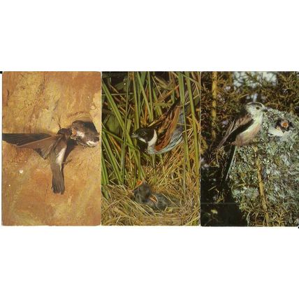 Animals BIRDS 16 Postcards by J. Salmon