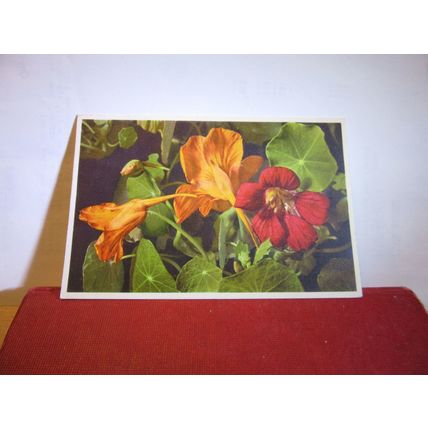 LARGE INDIAN CRESS flowers Swiss unused vintage postcard =