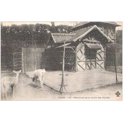 37 - TOURS - pensionnaires du jardin des plantes
