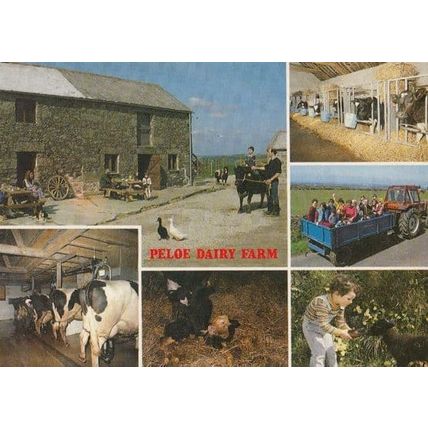 Peloe Dairy Farm Cornwall Postcard