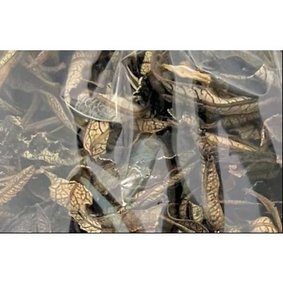 Loose Leaf Yerba Santa, 1/2 Ounce Bag, Turquoise Cloud