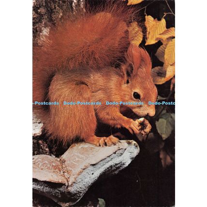 D099560 Squirrel. Engadin Press AG. Foto Reinhard