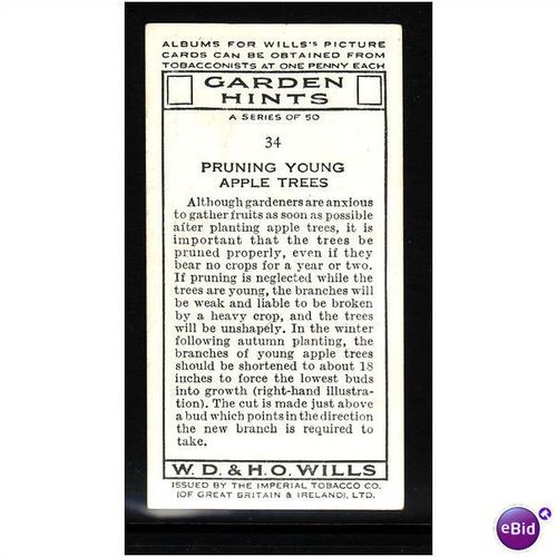 WILLS - 1938 GARDEN HINTS No 34 Pruning Young Apple Trees Mint