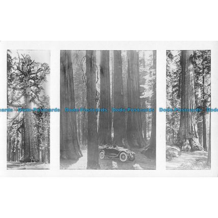 R053324 Old Postcard. Mariposa Big Trees
