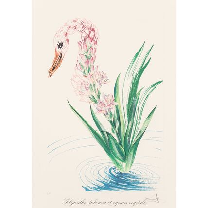 Salvador Dalí Florals Surrealist Flowers 1972 Picture 8 Poster Canvas Movie Film