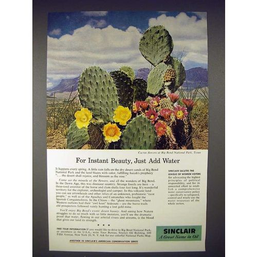 1959 Sinclair Oil Ad - Cactus, Big Bend National Park