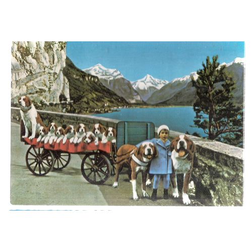 AM VIERWALDSTATTERSEE, SWITZERLAND unused vintage postcard dog cart st bernard =