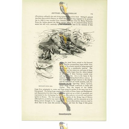 Reinwardt's Flying Frog, Animal Book Illustration (Print), c1916