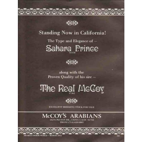 mccoys arabians 1972 sahara prince the real mccoy horse vintage ad