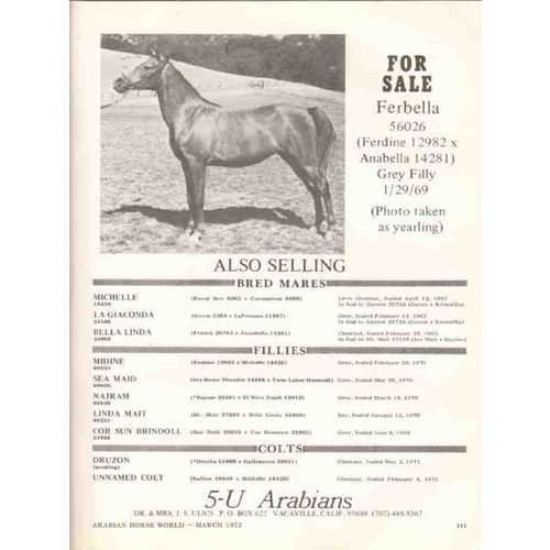 5-u arabians 1972 ferbella ferdine anabella equestrian vintage ad