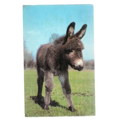 A YOUNG DONKEY used postcard 1975 postmark #